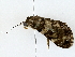  ( - BIOUG77734-E03)  @11 [ ] CreativeCommons - Attribution (2022) CBG Photography Group Centre for Biodiversity Genomics