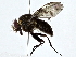  ( - BIOUG77734-F08)  @11 [ ] CreativeCommons - Attribution (2022) CBG Photography Group Centre for Biodiversity Genomics