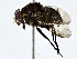  ( - BIOUG77735-D09)  @11 [ ] CreativeCommons - Attribution (2022) CBG Photography Group Centre for Biodiversity Genomics