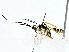  ( - BIOUG77736-B07)  @11 [ ] CreativeCommons - Attribution (2022) CBG Photography Group Centre for Biodiversity Genomics