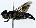 ( - BIOUG77750-B11)  @11 [ ] CreativeCommons - Attribution (2022) CBG Photography Group Centre for Biodiversity Genomics
