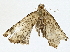  ( - BIOUG77750-D02)  @11 [ ] CreativeCommons - Attribution (2022) CBG Photography Group Centre for Biodiversity Genomics