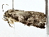  ( - BIOUG77751-G03)  @11 [ ] CreativeCommons - Attribution (2022) CBG Photography Group Centre for Biodiversity Genomics