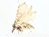  ( - BIOUG77751-G04)  @12 [ ] CreativeCommons - Attribution (2022) CBG Photography Group Centre for Biodiversity Genomics