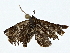  ( - BIOUG77764-E05)  @11 [ ] CreativeCommons - Attribution (2022) CBG Photography Group Centre for Biodiversity Genomics