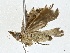  ( - BIOUG77764-F01)  @11 [ ] CreativeCommons - Attribution (2022) CBG Photography Group Centre for Biodiversity Genomics