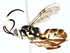  ( - BIOUG77720-D10)  @11 [ ] CreativeCommons - Attribution (2022) CBG Photography Group Centre for Biodiversity Genomics