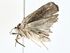  ( - BIOUG77736-F02)  @11 [ ] CreativeCommons - Attribution (2022) CBG Photography Group Centre for Biodiversity Genomics