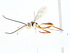  ( - BIOUG77737-E04)  @13 [ ] CreativeCommons - Attribution (2022) CBG Photography Group Centre for Biodiversity Genomics