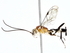  ( - BIOUG77754-C03)  @11 [ ] CreativeCommons - Attribution (2022) CBG Photography Group Centre for Biodiversity Genomics