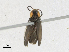  ( - CBG-A17531-F05)  @11 [ ] CreativeCommons - Attribution Share-Alike (2023) CBG Photography Group Centre for Biodiversity Genomics