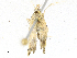  ( - CBG-A17532-A09)  @11 [ ] CreativeCommons - Attribution Share-Alike (2023) CBG Photography Group Centre for Biodiversity Genomics