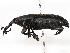  ( - CBG-A17536-C12)  @11 [ ] CreativeCommons - Attribution Share - Alike (2023) CBG Photography Group Centre for Biodiversity Genomics