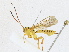  (Xanthopimpla craspedopteraDHJ03 - CBG-A17537-A04)  @11 [ ] CreativeCommons - Attribution Share - Alike (2023) CBG Photography Group Centre for Biodiversity Genomics