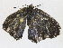  ( - CBG-A17537-B06)  @11 [ ] CreativeCommons - Attribution Share - Alike (2023) CBG Photography Group Centre for Biodiversity Genomics
