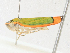  ( - CBG-A17538-F12)  @11 [ ] CreativeCommons - Attribution Share-Alike (2023) CBG Photography Group Centre for Biodiversity Genomics