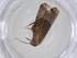  (Hypenodinae_incertae_sedis - CBG-A20423-D07)  @11 [ ] CreativeCommons - Attribution Share - Alike (2023) Centre for Biodiversity Genomics Centre for Biodiversity Genomics