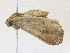  (erebidBioLep01 Malaise1378 - CBG-A21658-E08)  @11 [ ] CreativeCommons - Attribution Share-Alike (2023) CBG Photography Group Centre for Biodiversity Genomics