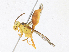  ( - CBG-A21699-H07)  @11 [ ] CreativeCommons - Attribution Share-Alike (2023) CBG Photography Group Centre for Biodiversity Genomics