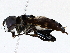  ( - BIOUG73664-D08)  @11 [ ] CreativeCommons - Attribution (2022) CBG Photography Group Centre for Biodiversity Genomics