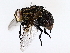  ( - BIOUG73664-E12)  @11 [ ] CreativeCommons - Attribution (2022) CBG Photography Group Centre for Biodiversity Genomics