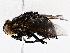  ( - BIOUG73664-F01)  @11 [ ] CreativeCommons - Attribution (2022) CBG Photography Group Centre for Biodiversity Genomics