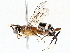  (Trihapsis Malaise2093 - BIOUG73665-B05)  @11 [ ] CreativeCommons - Attribution (2022) CBG Photography Group Centre for Biodiversity Genomics