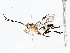  ( - BIOUG73665-B06)  @11 [ ] CreativeCommons - Attribution (2022) CBG Photography Group Centre for Biodiversity Genomics