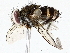  ( - BIOUG73665-D06)  @11 [ ] CreativeCommons - Attribution (2022) CBG Photography Group Centre for Biodiversity Genomics
