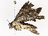 ( - BIOUG73665-E05)  @11 [ ] CreativeCommons - Attribution (2022) CBG Photography Group Centre for Biodiversity Genomics