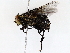  ( - BIOUG73666-A03)  @11 [ ] CreativeCommons - Attribution (2022) CBG Photography Group Centre for Biodiversity Genomics