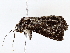  ( - BIOUG73666-C07)  @11 [ ] CreativeCommons - Attribution (2022) CBG Photography Group Centre for Biodiversity Genomics