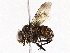  ( - BIOUG73666-F02)  @11 [ ] CreativeCommons - Attribution (2022) CBG Photography Group Centre for Biodiversity Genomics
