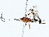  ( - BIOUG73667-A08)  @11 [ ] CreativeCommons - Attribution (2022) CBG Photography Group Centre for Biodiversity Genomics