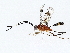  ( - BIOUG73667-B03)  @11 [ ] CreativeCommons - Attribution (2022) CBG Photography Group Centre for Biodiversity Genomics