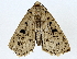  ( - BIOUG73670-C12)  @11 [ ] CreativeCommons - Attribution (2022) CBG Photography Group Centre for Biodiversity Genomics