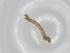  (Cyclophora Malaise0024 - BIOUG79191-E06)  @11 [ ] CreativeCommons - Attribution (2022) Centre for Biodiversity Genomics Centre for Biodiversity Genomics