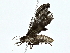  ( - BIOUG80148-A06)  @11 [ ] CreativeCommons - Attribution (2022) CBG Photography Group Centre for Biodiversity Genomics