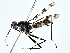  ( - BIOUG80149-A07)  @11 [ ] CreativeCommons - Attribution (2022) CBG Photography Group Centre for Biodiversity Genomics