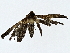  ( - BIOUG80149-C12)  @11 [ ] CreativeCommons - Attribution (2022) CBG Photography Group Centre for Biodiversity Genomics