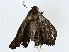  ( - BIOUG80149-G11)  @11 [ ] CreativeCommons - Attribution (2022) CBG Photography Group Centre for Biodiversity Genomics
