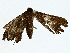  ( - BIOUG80150-A03)  @11 [ ] CreativeCommons - Attribution (2022) CBG Photography Group Centre for Biodiversity Genomics