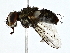  (Billaea Malaise6707 - BIOUG80150-G03)  @11 [ ] CreativeCommons - Attribution (2022) CBG Photography Group Centre for Biodiversity Genomics