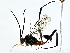  ( - BIOUG80169-D04)  @11 [ ] CreativeCommons - Attribution (2022) CBG Photography Group Centre for Biodiversity Genomics