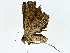  ( - BIOUG80169-E06)  @11 [ ] CreativeCommons - Attribution (2022) CBG Photography Group Centre for Biodiversity Genomics