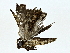  ( - BIOUG80170-C06)  @11 [ ] CreativeCommons - Attribution (2022) CBG Photography Group Centre for Biodiversity Genomics
