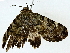  ( - BIOUG80175-A11)  @11 [ ] CreativeCommons - Attribution (2022) CBG Photography Group Centre for Biodiversity Genomics