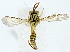  (Conura Malaise9797 - BIOUG80175-E11)  @11 [ ] CreativeCommons - Attribution (2022) CBG Photography Group Centre for Biodiversity Genomics