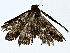 ( - BIOUG80175-F09)  @11 [ ] CreativeCommons - Attribution (2022) CBG Photography Group Centre for Biodiversity Genomics