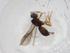  (Heterospilus Malaise3009 - BIOUG85961-D04)  @11 [ ] CreativeCommons - Attribution (2022) Centre for Biodiversity Genomics Centre for Biodiversity Genomics
